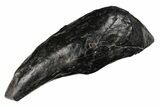 Large, Fossil Sperm Whale (Scaldicetus) Tooth - South Carolina #204274-1